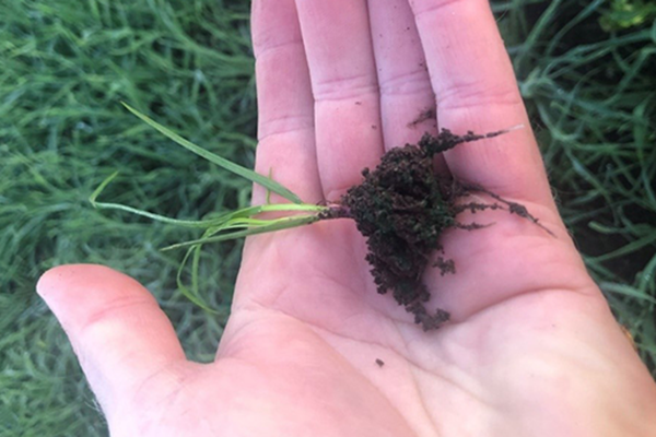 Hånd der holder lille rajgræs plante med hvide rødder